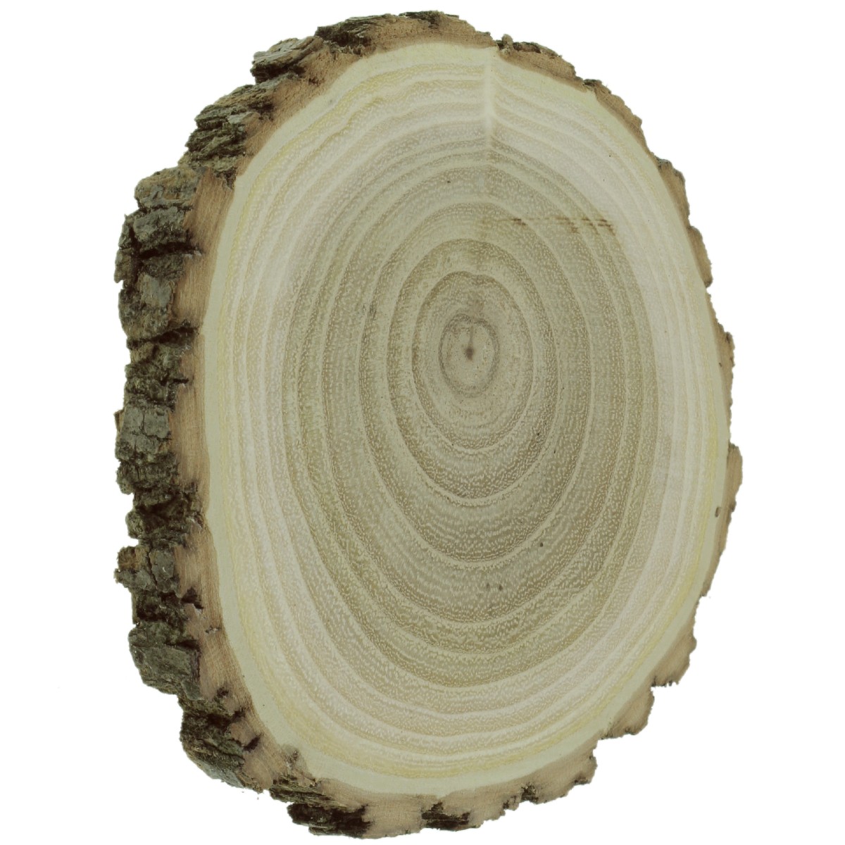 Felie lemn salcam rotund oval 6x1cm