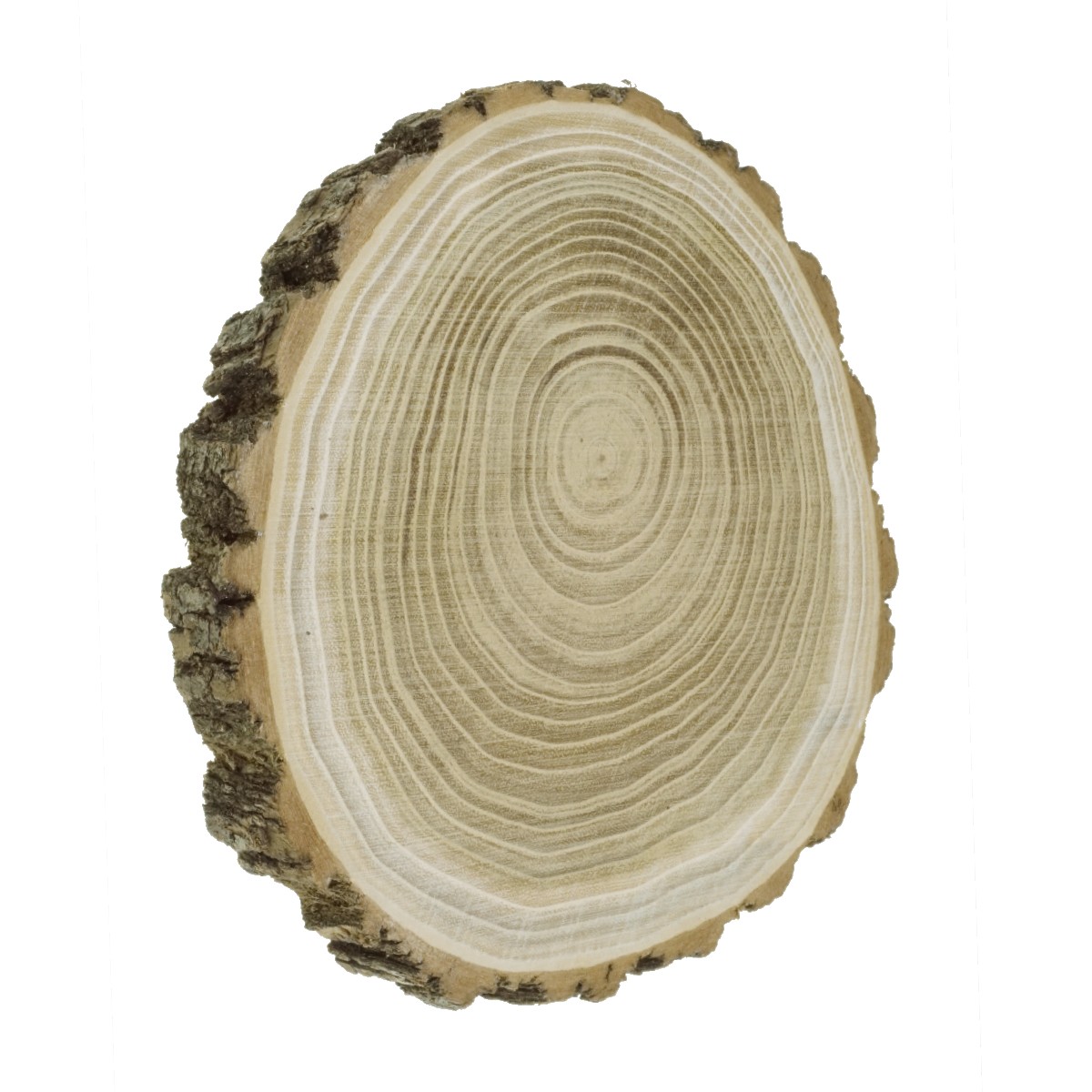 Felie lemn salcam rotunda 18-20x2cm