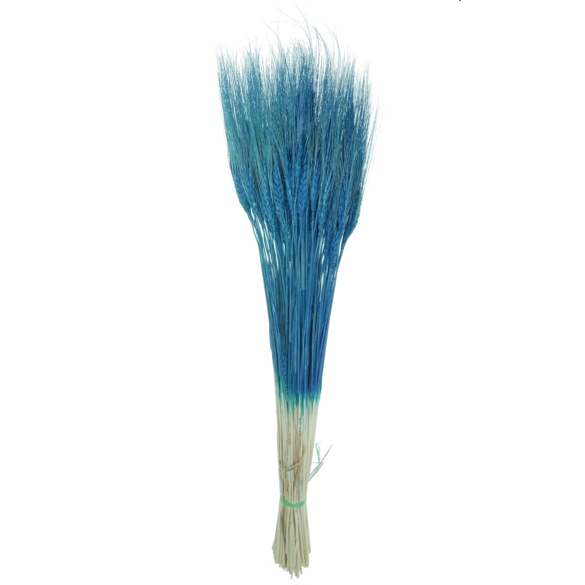 Spic fir lung albastru