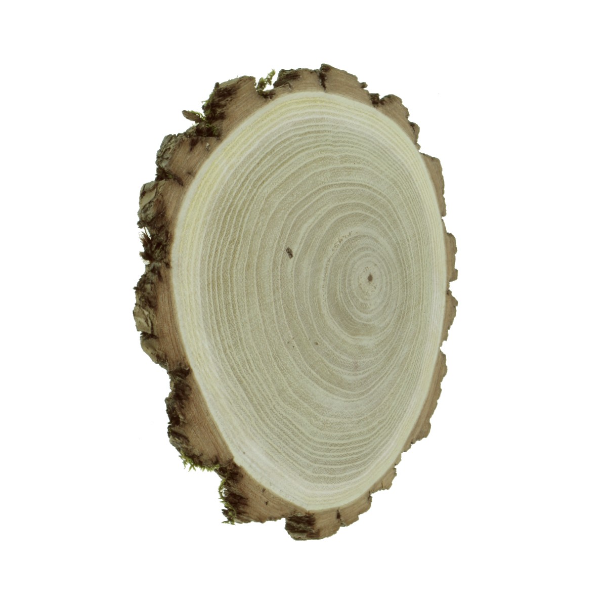 Felie lemn salcam rotund oval 9-13x1cm